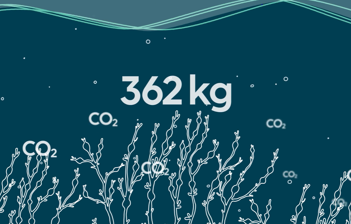 graphic showing carbon being metaphorically captured by the seaweed and the number 362 kg.