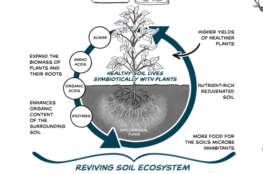 graphic showing the ecosystem of what is required to revive soil, as described in the description on carbon cycling.