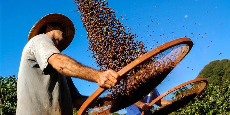 Coffee farmer separating coffee beans by tossing them in the air through mesh strainer.