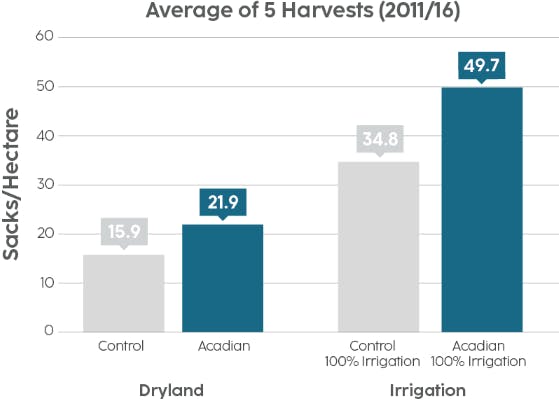 Bar chart comparing control vs. acadian treated sacks / hectare across an average of 5 harvests. With dryland, Acadian technology increased the sacks by 37.7% and with irrigation, Acadian technology increased the sacks by 42.8%.