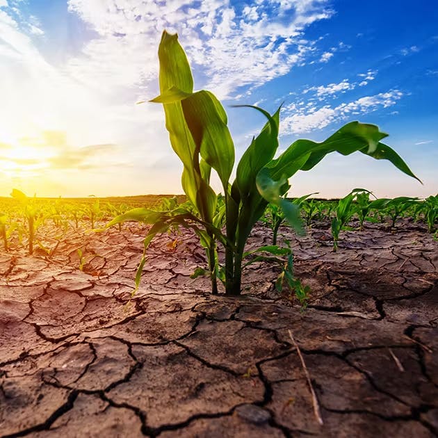 A water-stressed field is shown with dry cracked dirt, green plants still growing due to their strong defense systems.