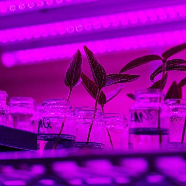 Clear jars are on a metal shelf in a scientific setting, with small plants sitting in some of the clear jars.