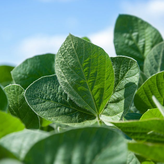 A vibrant green plant is seen up close, with more plants in the background and a vibrant blue sky above.