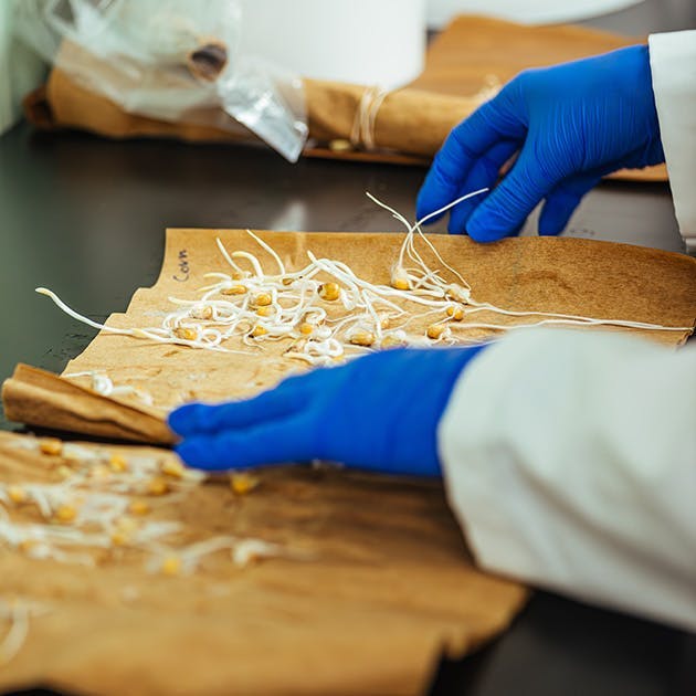 Hands wearing blue latex gloves are manipulating an unrolled sheet with plant sprouts laid across it.