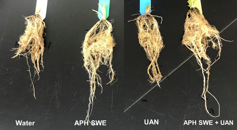 Four plant roots side by side showing improved absorptive function of roots leading to an increase in uptake of dissolved nutrients.