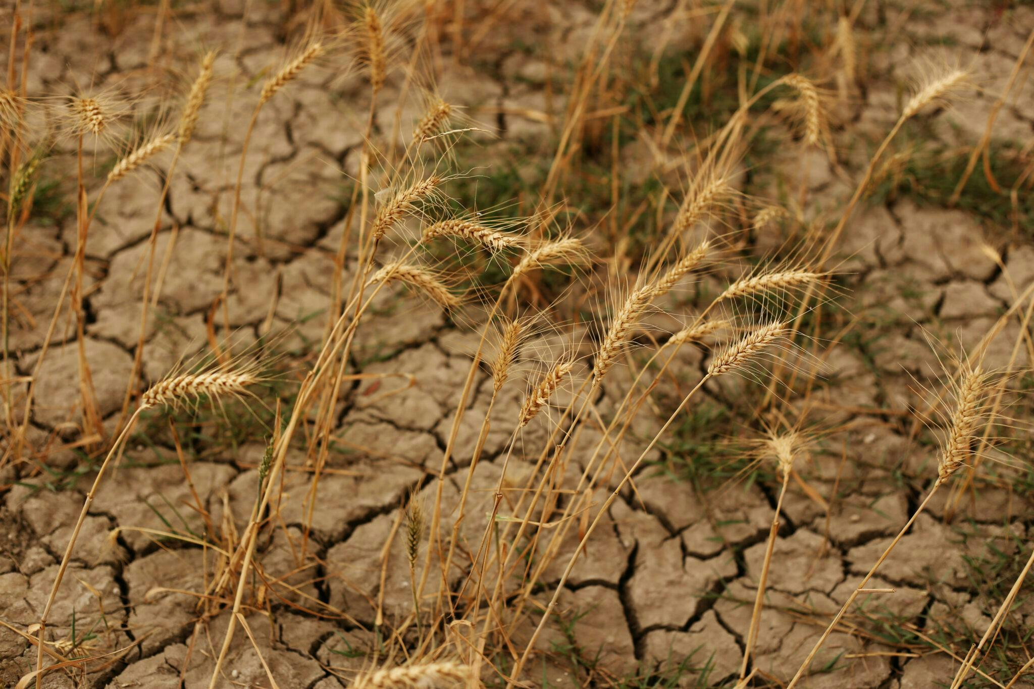 A dry cracked close up of the ground with sprigs of dry wheat growing out of it sporadically