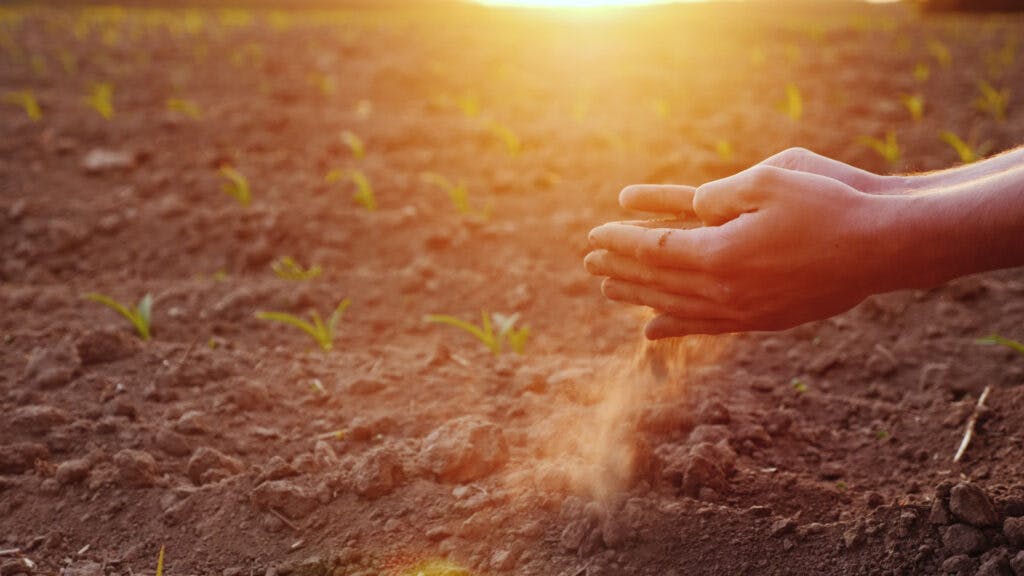 A cupped hand sifting dry soil through their fingers as the sun shines down on the ground.