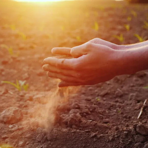 A cupped hand sifting dry soil through their fingers as the sun shines down on the ground.