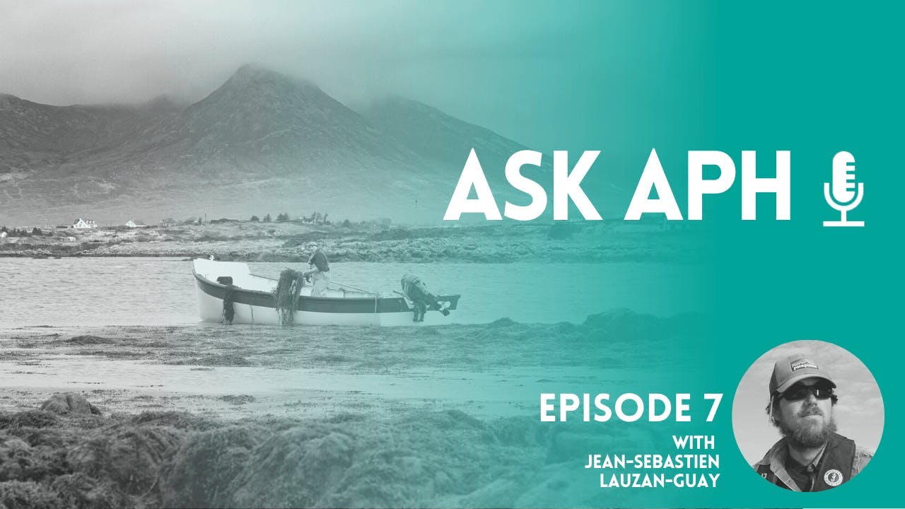 A small boat sitting empty on a grey sea shore, with text overlayed promoting the latest episode of Ask APH.