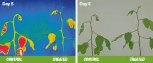 Image side by side of plants that were treated with fertilizer alone vs. fertilizer plus Acadian Plant Health seaweed extract. The plants treated with Acadian Plant Health seaweed extracts were significantly cooler than the untreated plants.