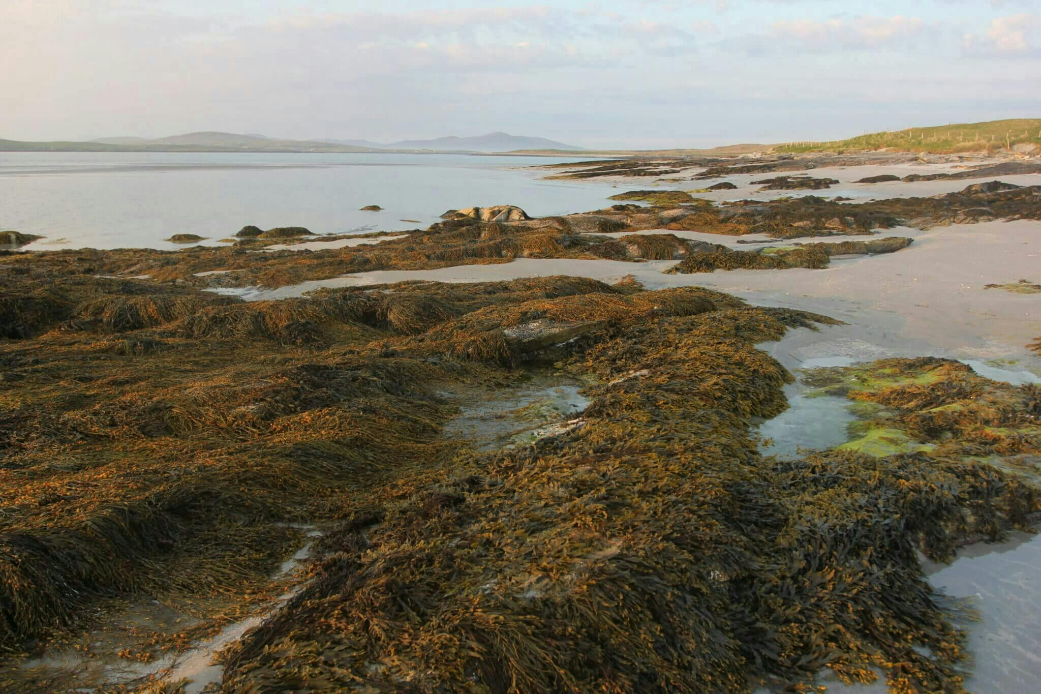 A sea shore covered in rock and seaweed. The grey ocean water is pooled in the rocks.