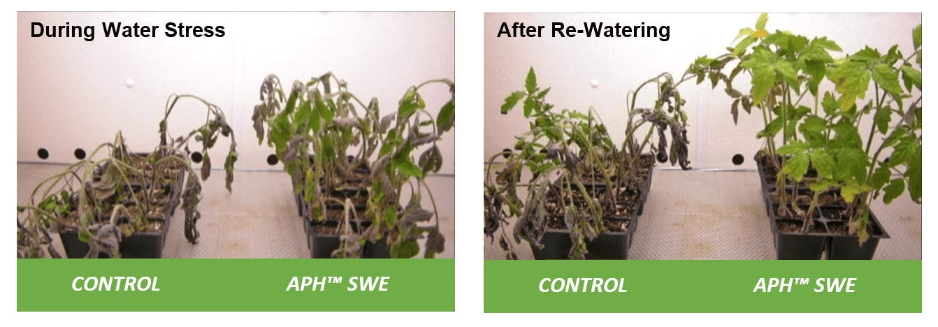 Side-by-side photos of two plants. The left has a 'control' and AOH SWE during water stress, and the right has the same plants after re-watering. The APH SWE on the right is thriving while all the other plants are wilting and dying.