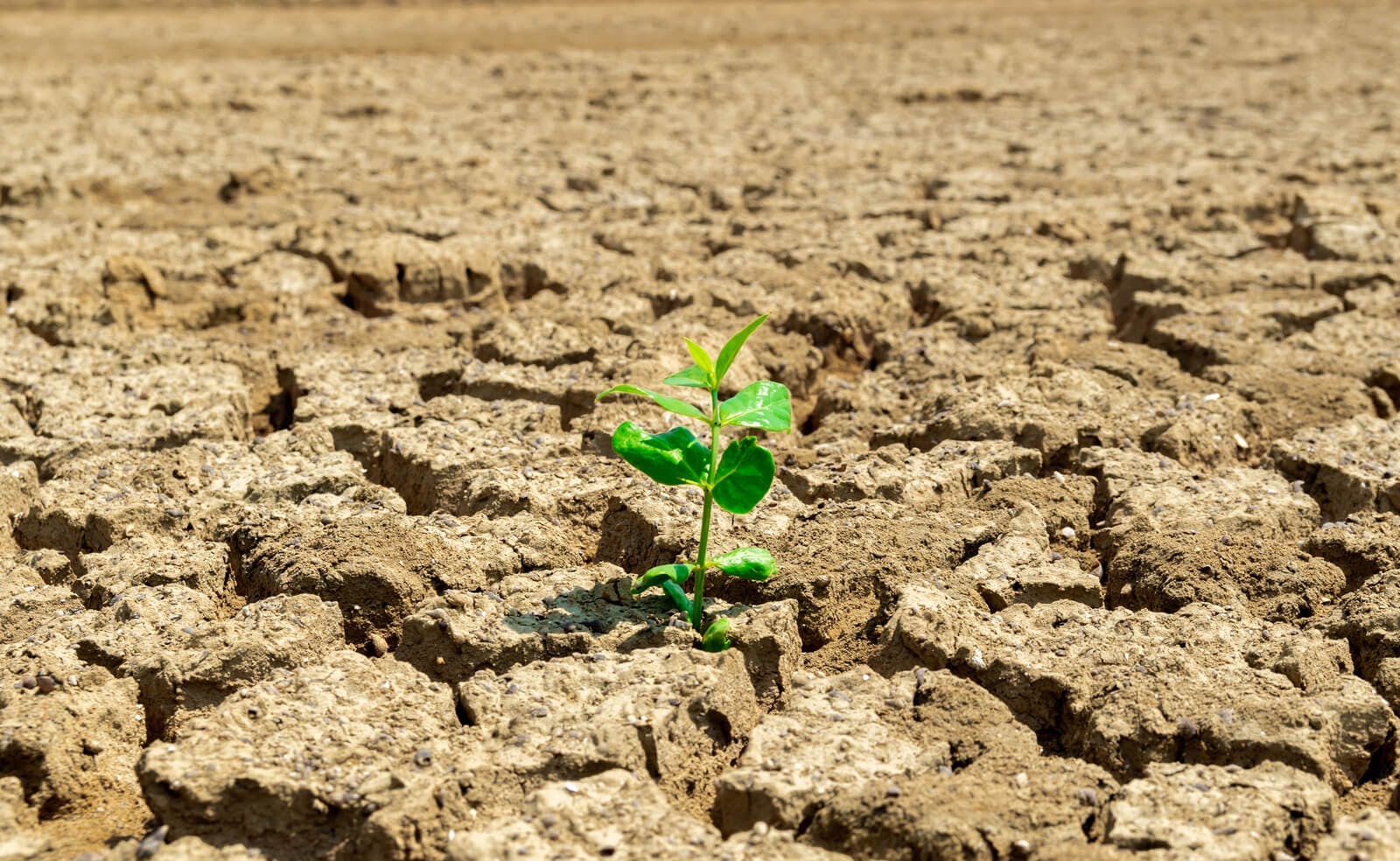 Dry cracked brown soil suffering from drought is shown with a single green plant sprouting up through the cracks
