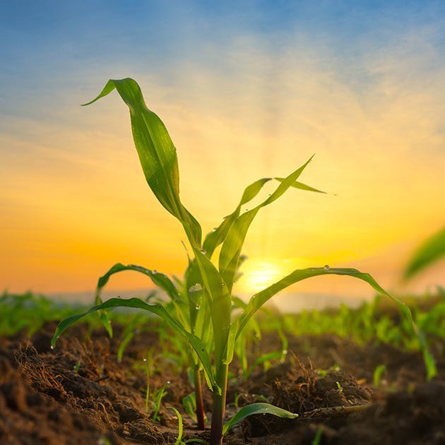 The sun rising in the distance over a rowed field with a new crop sprouting. 