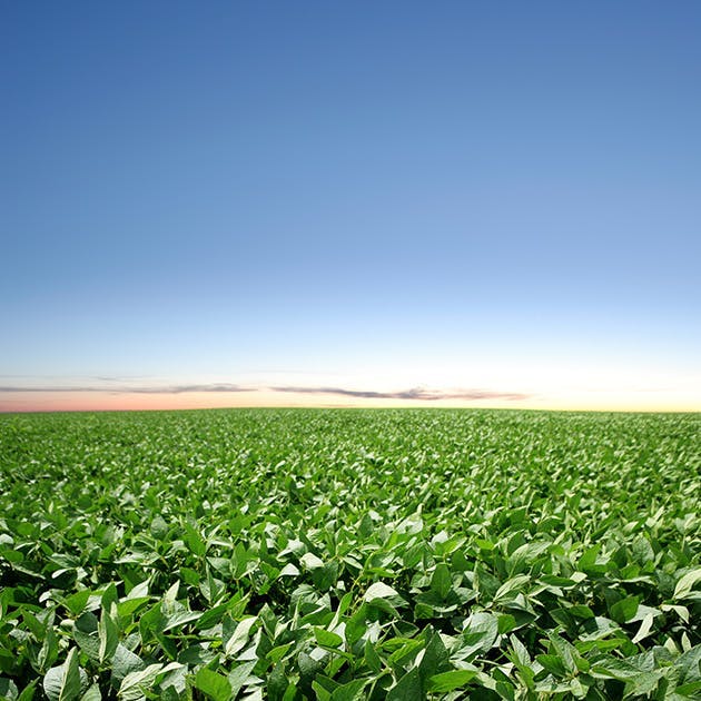 A vast field of a bright green healthy crop under a blue sky with one single low cloud in the distance.