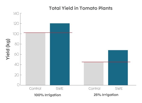 Tomato yield irrigation levels are portrayed in a bar chart. 100 % irrigation of a 'control' and SWE are higher than the 25% irrigation.