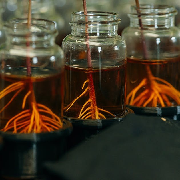 Clear small jars are shown containing water, and a small plant with its roots growing within the water.