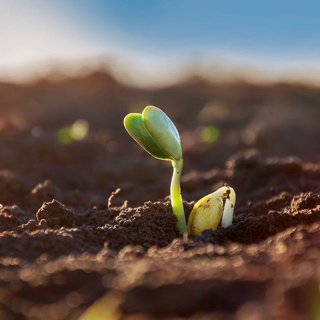 A plant sprouting in soil