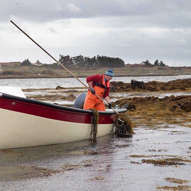 A person in a small boat floats on the sea's coast, as the person scoops up seaweed from the water.