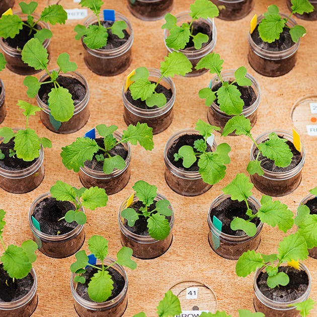 Clear jars are spaced apart on a wooden table, with a hole cut out to hold each jar. In each jar a small plant grows in soil.