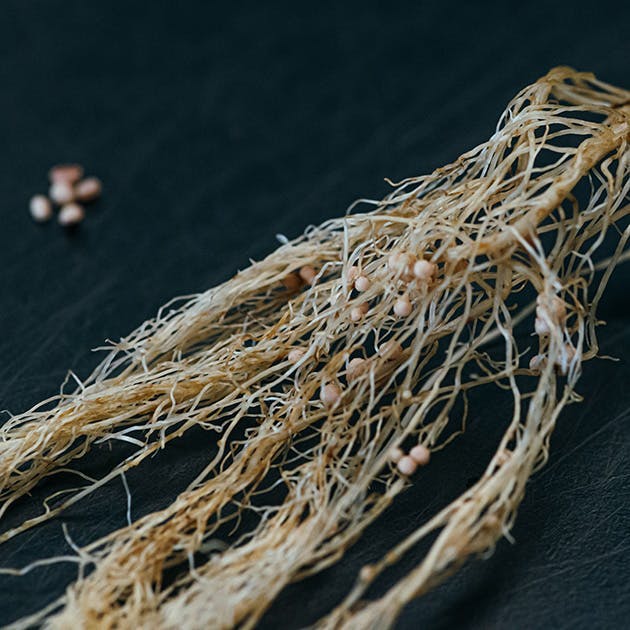 A cluster of plant roots is shown close up against a dark background. 