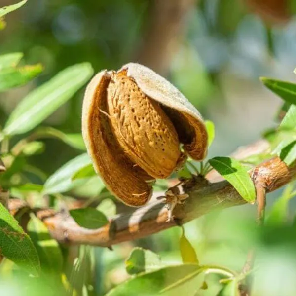 An almond splits open to show the seed inside its pod.