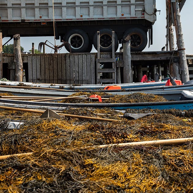 A row of small boats is shown with seaweed filling each of them as they float in a harbour.