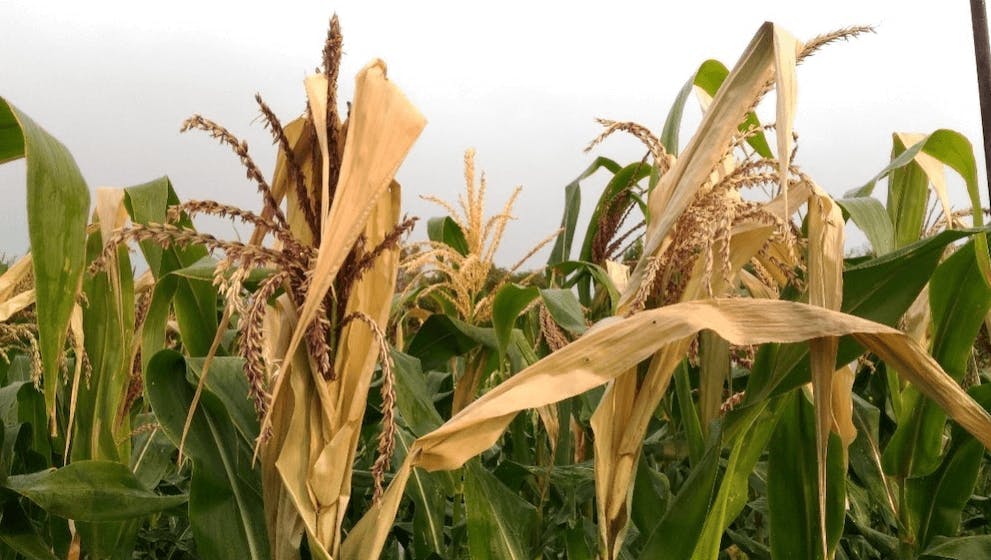 Corn crops in a field, dried out from heat stress