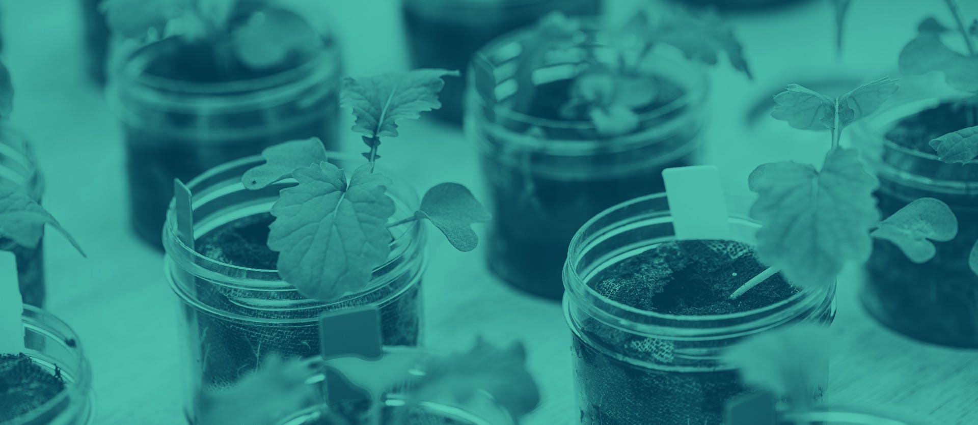 A close up image of clear jars with soil in them. Small green plants sprout from each jar.