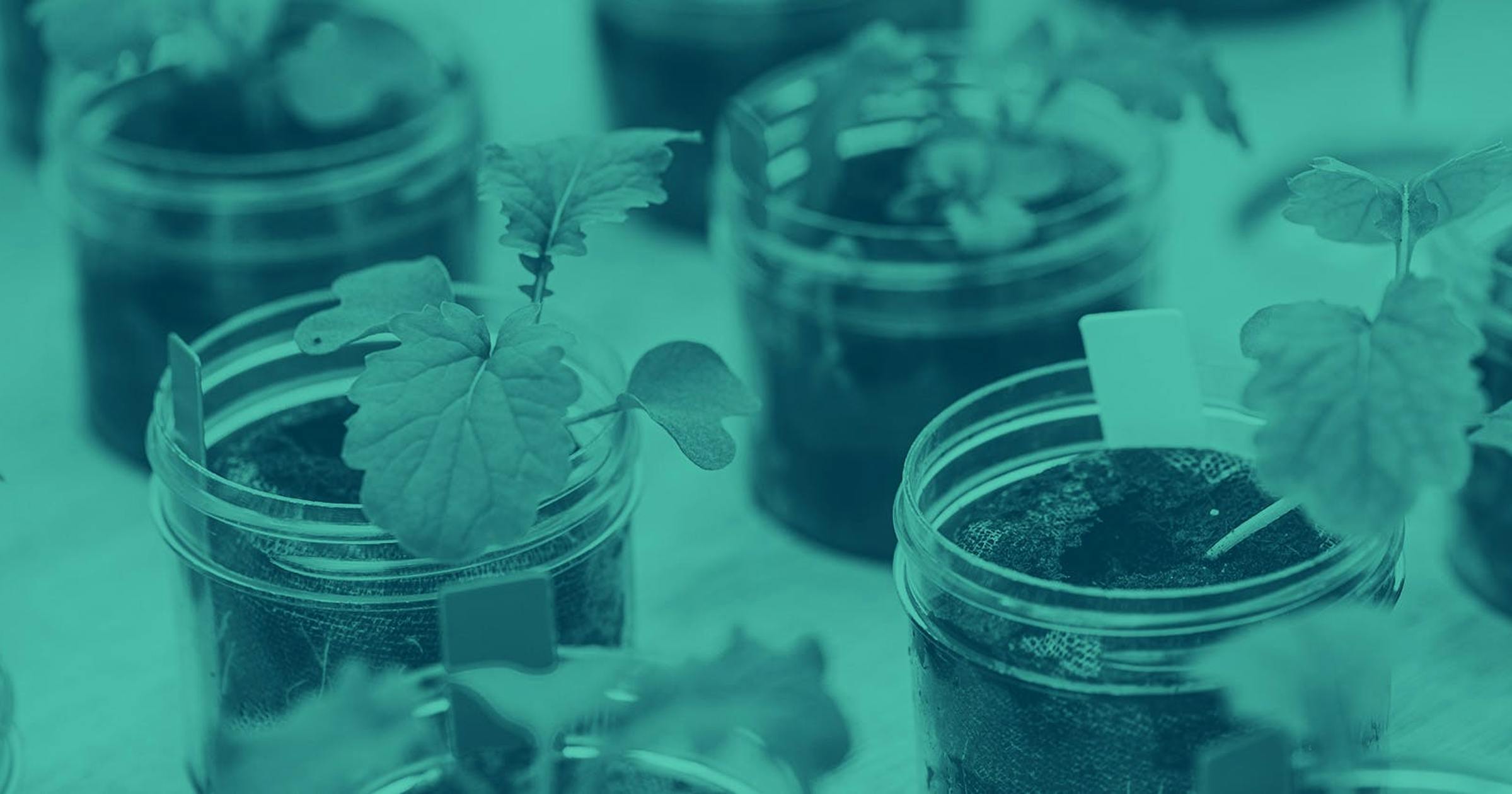 A close up image of clear jars with soil in them. Small green plants sprout from each jar.
