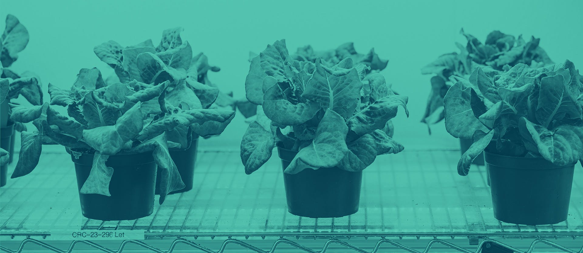 Black plant pots are lined up on a metal storage shelf with leafy green plants growing from each.