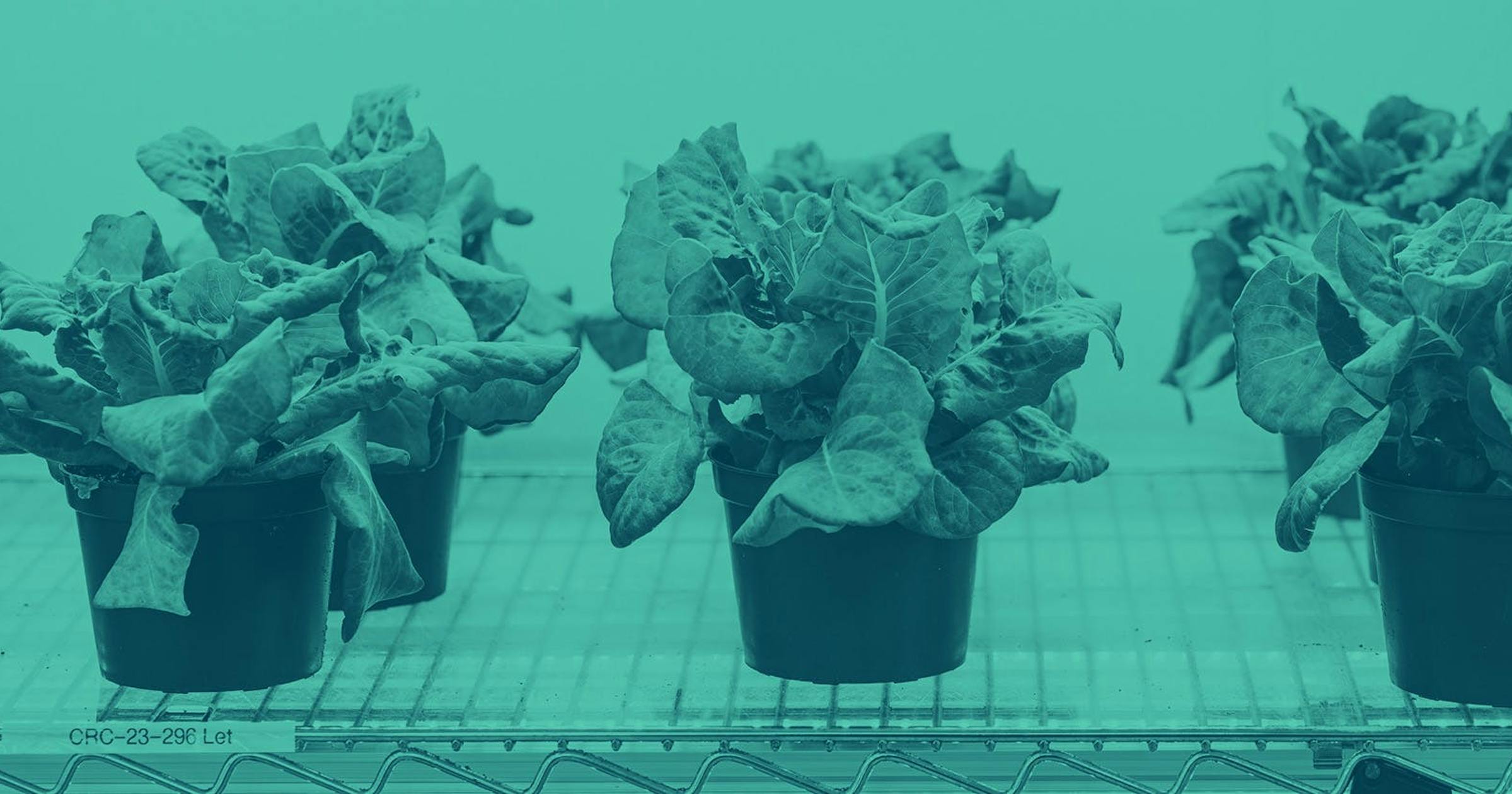 Black plant pots are lined up on a metal storage shelf with leafy green plants growing from each.