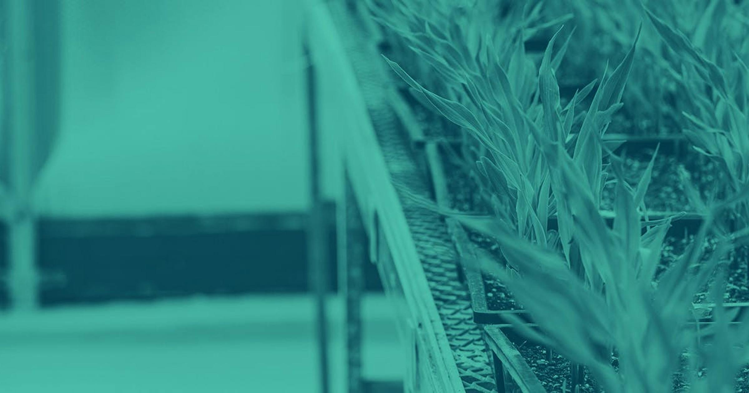 Many small plants grow in small containers in a row on a metal table in a scientific laboratory.