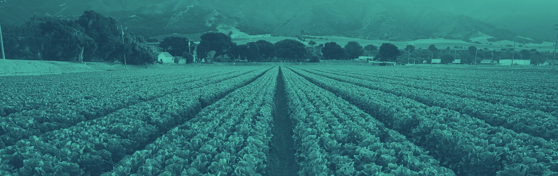 Neat rows of a green leafy crop in a field span into the horizon. On the horizon the field edges some trees and homes in the distance.