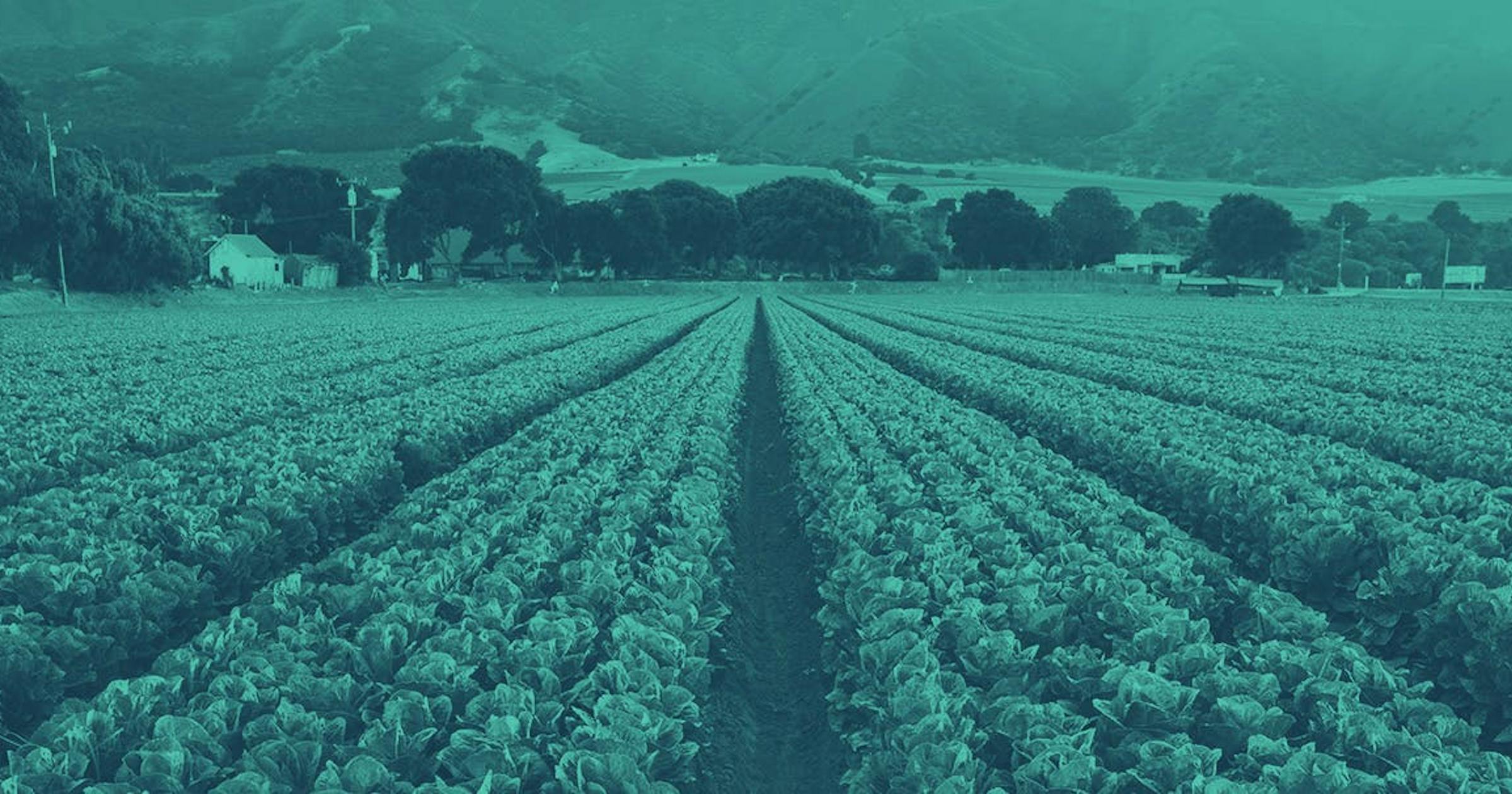 Neat rows of a green leafy crop in a field span into the horizon. On the horizon the field edges some trees and homes in the distance.