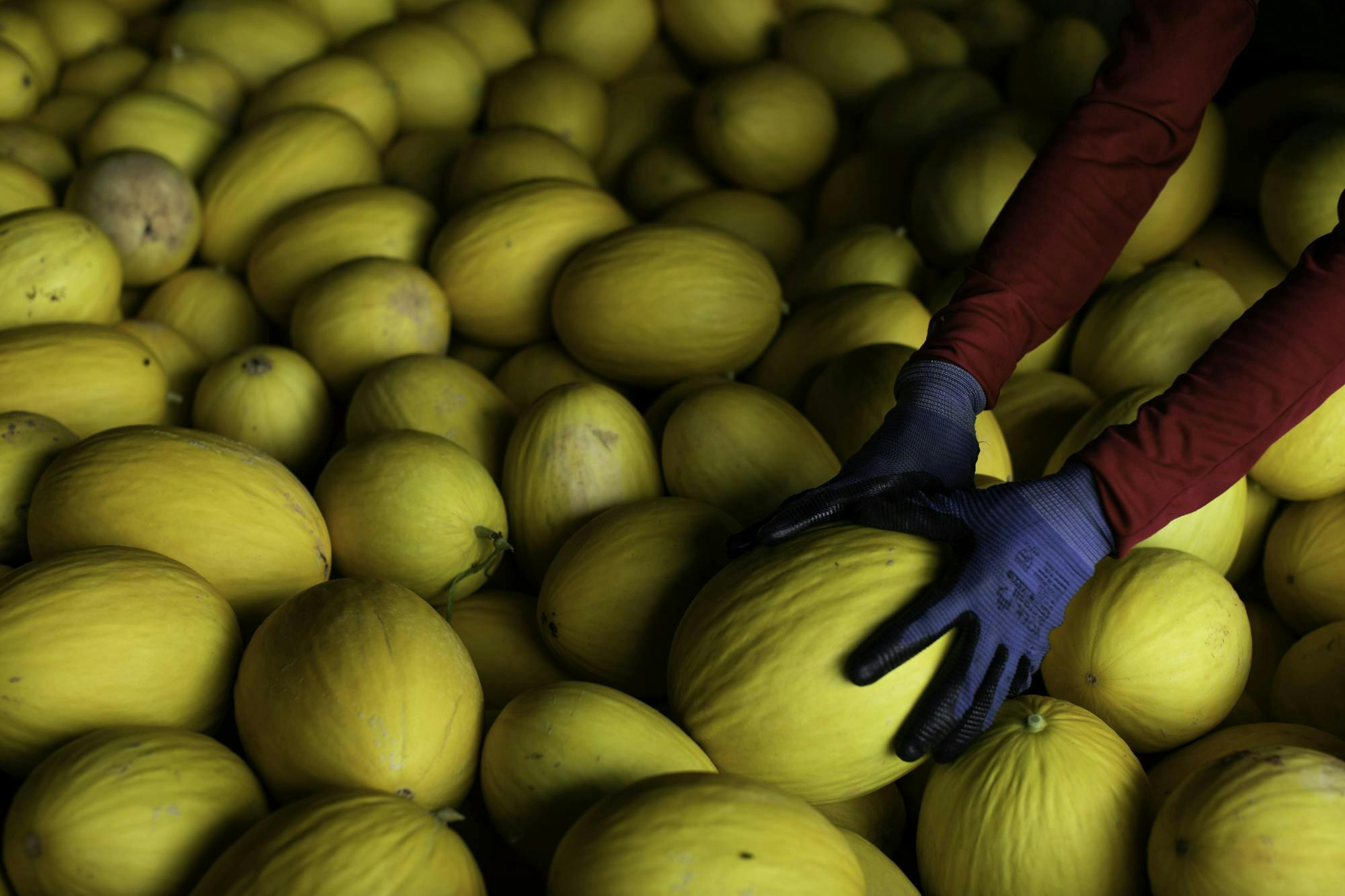 Hands wearing blue rubber gloves reach into a pile of large bright yellow Brazilian melons. The fruit have ridges across their skin.