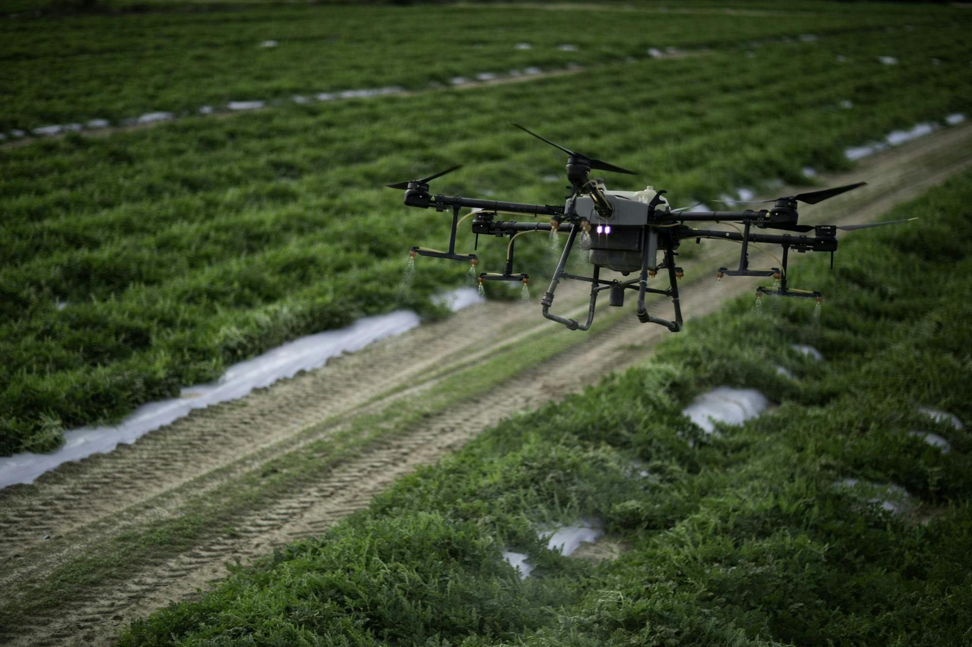 A large drone hovers above a large green field. Below the drone there are neat rows of healthy greenery and a dirt road.