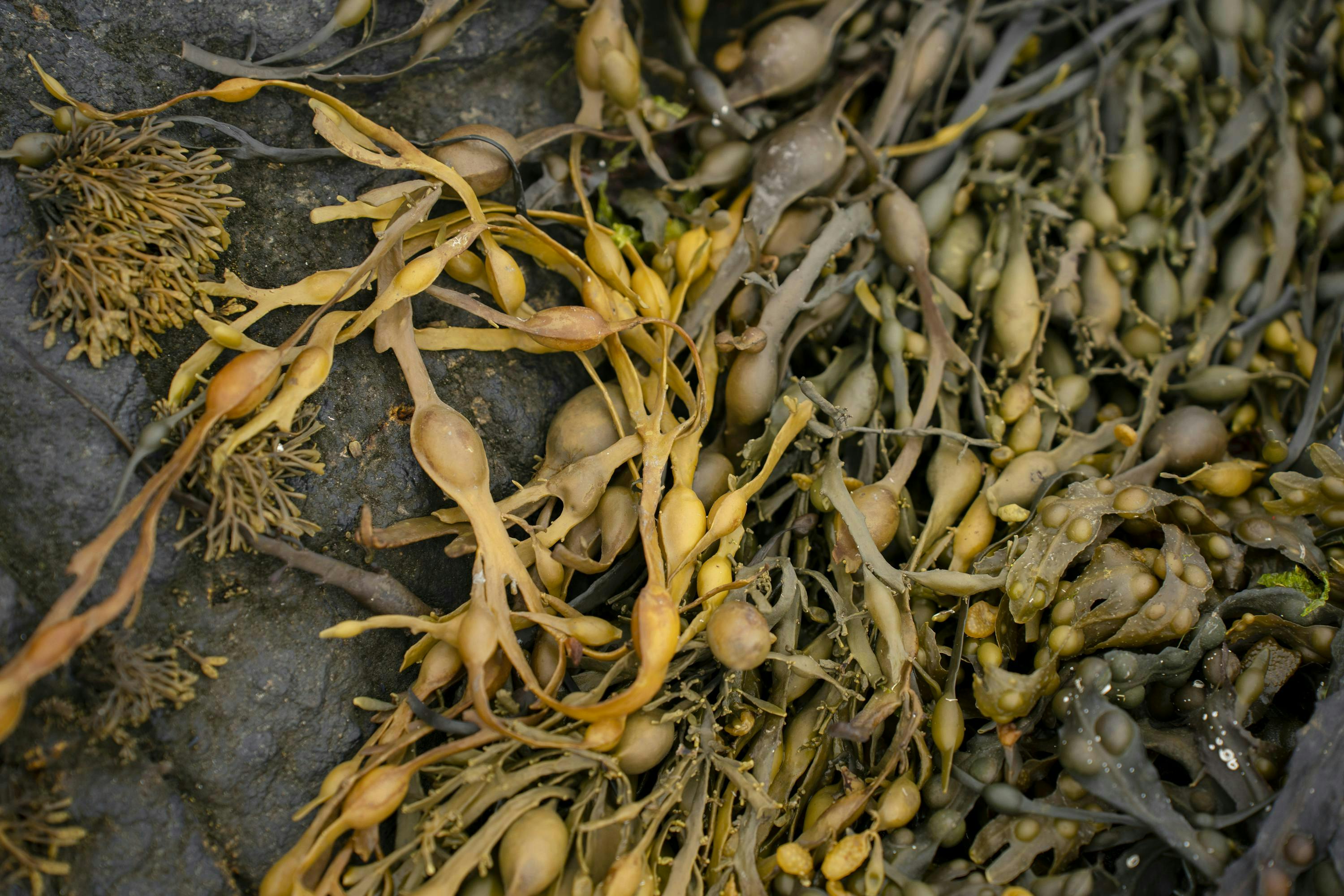 A close-up view of seaweed on the ground from directly above. It has long strands with small bulbs of yellow and green.