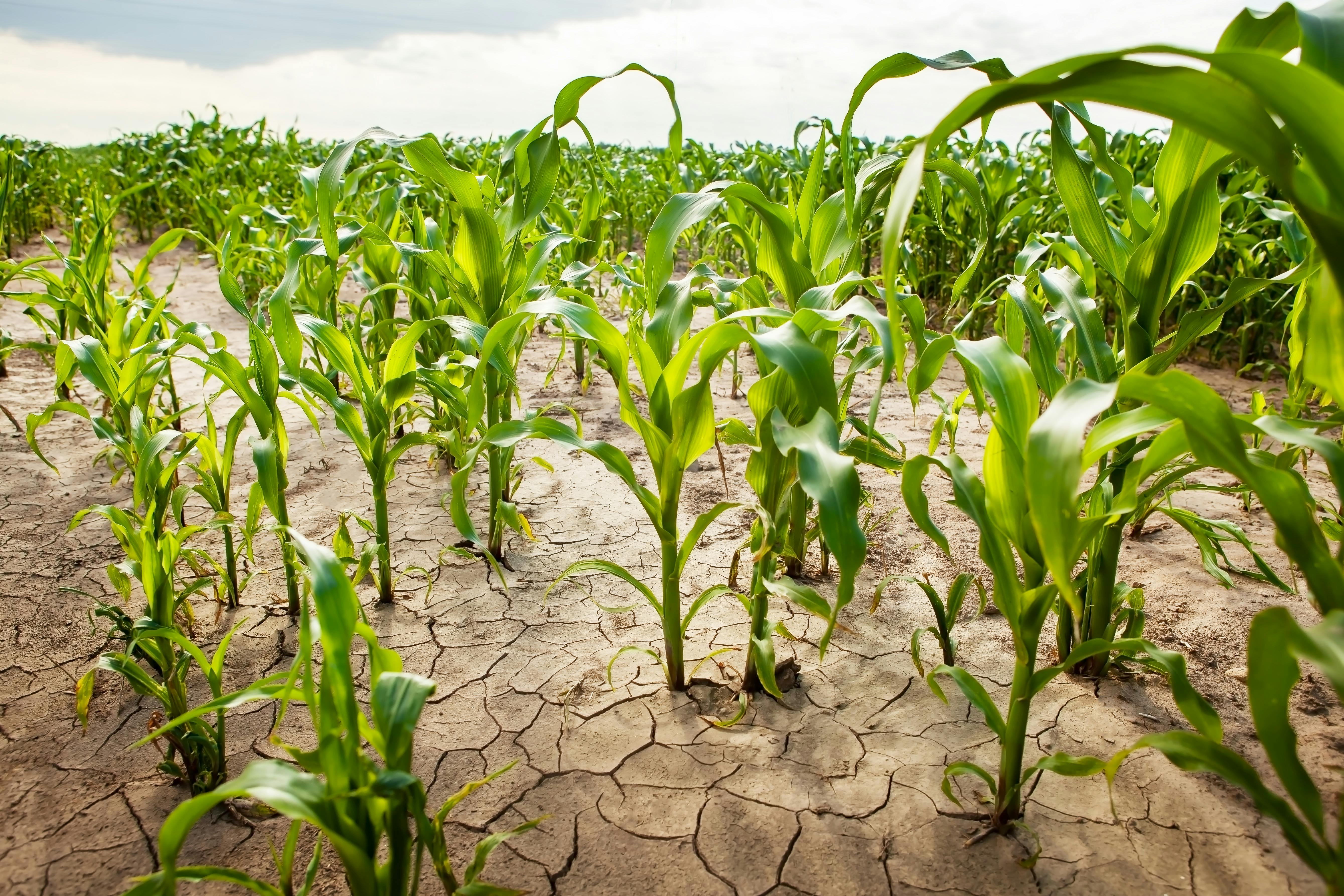 Healthy corn crops growing in dry cracked ground demonstrating crop resilience
