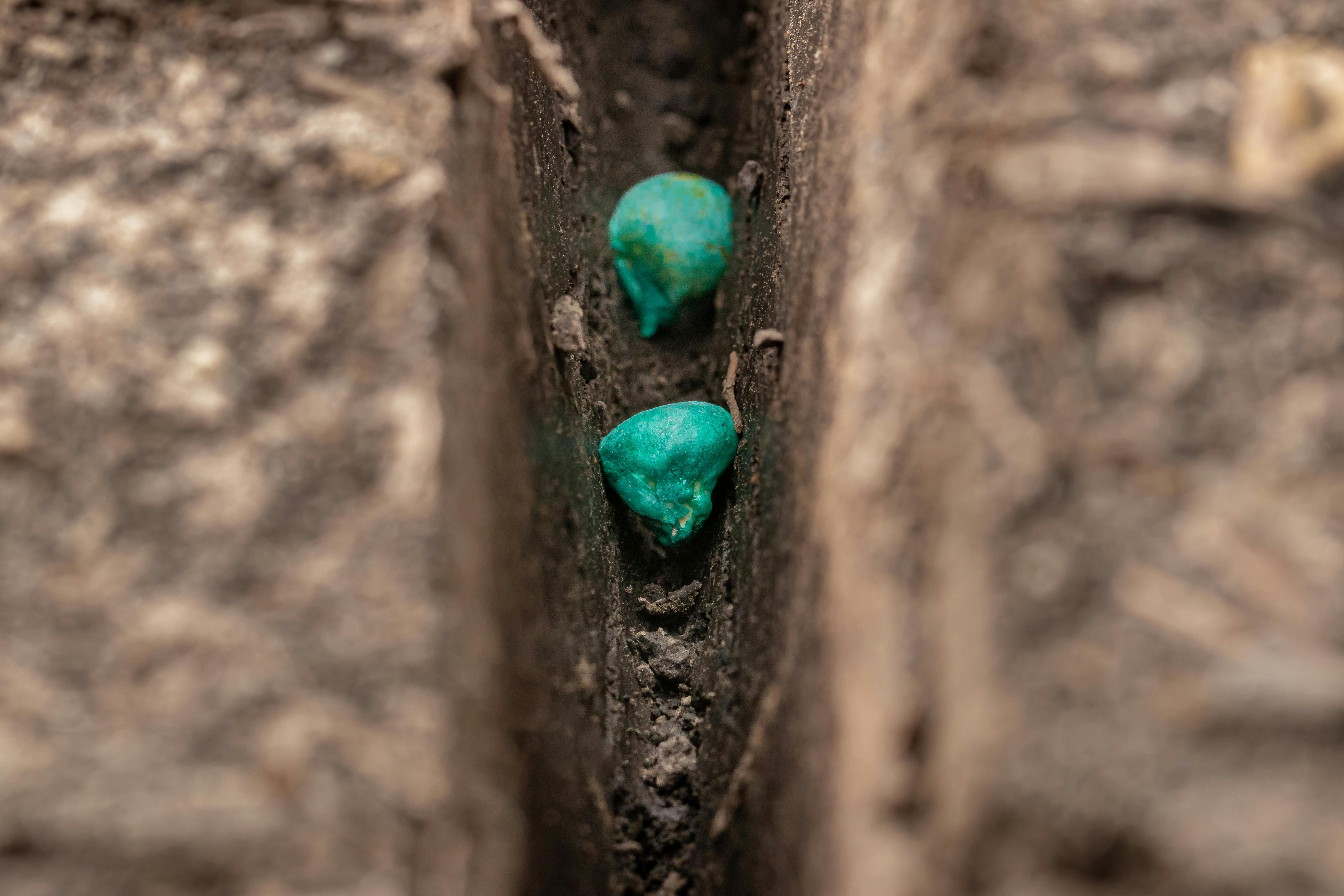 Close-up view of two bright turquoise-colored seeds placed in a narrow trench in soil, likely prepared for planting.