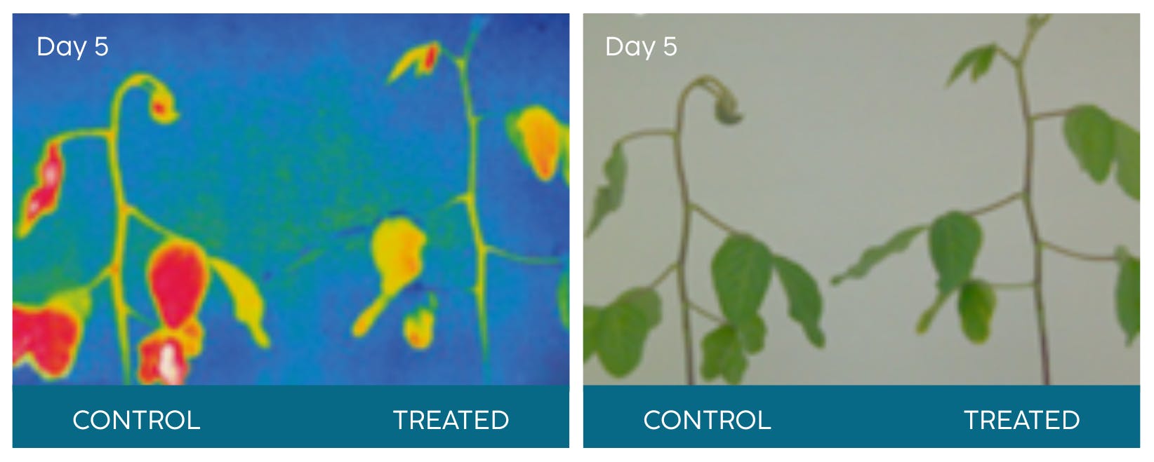 Two images side by side of plants treated and untreated (control).
