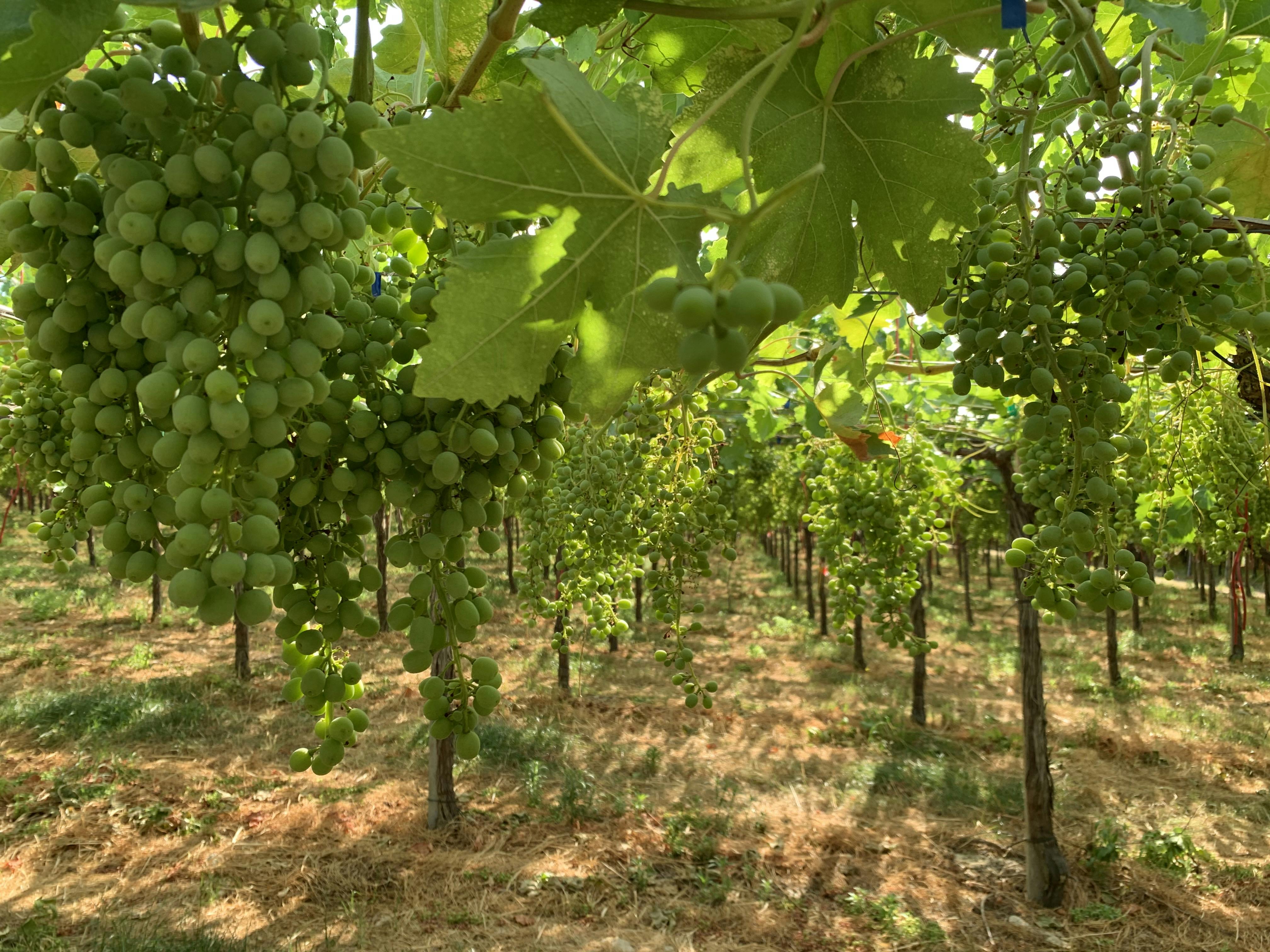 Image of two bunches of table grapes on the vine. On the left we see treated table grape vines using Acadian ASM. You can see that this is a full, heavier cluster of grapes On the right are untreated vines under the same environmental conditions. Here you can see that they are showing signs of stress, including sparse clusters with fewer berries and uneven development.