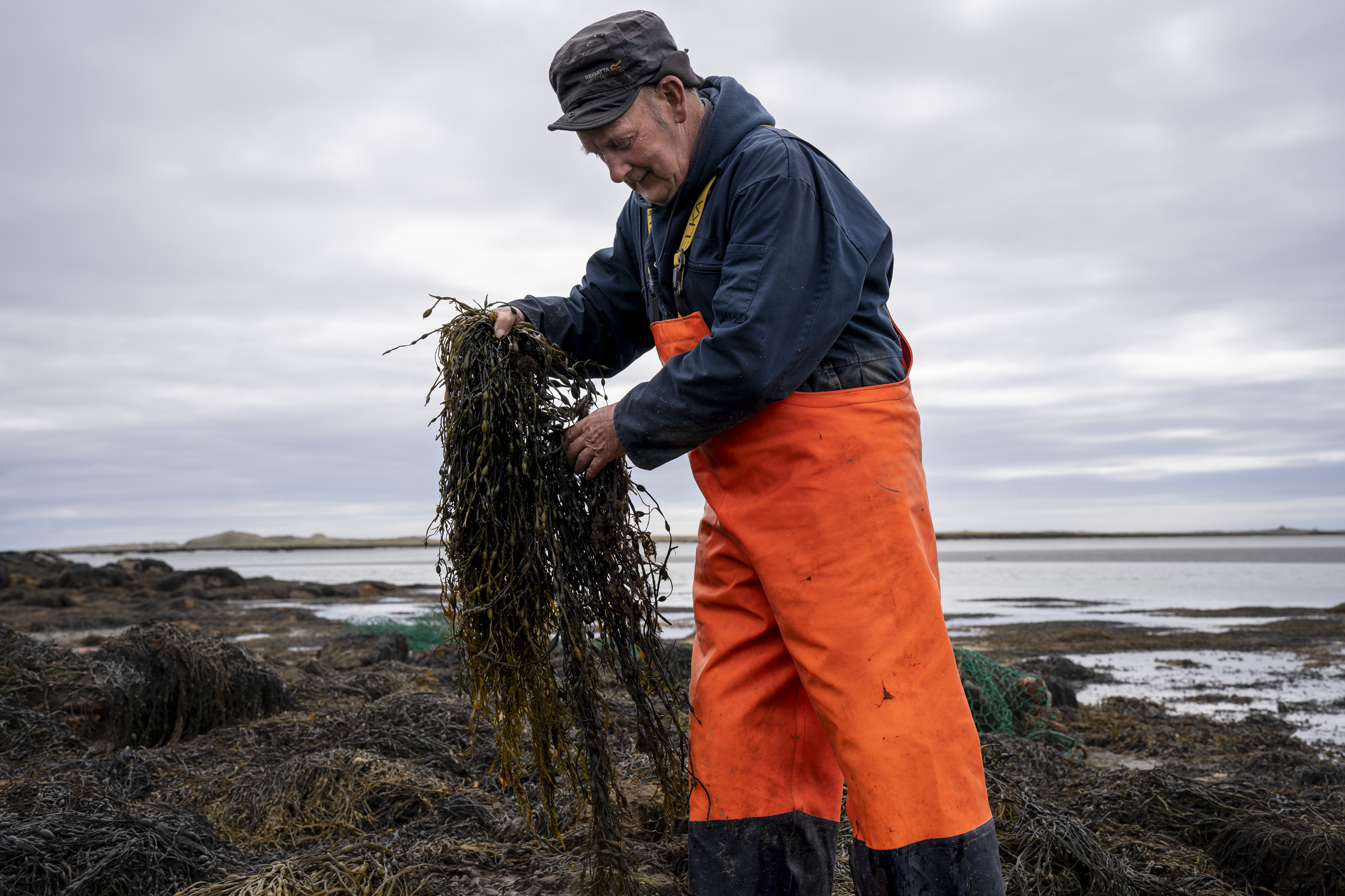 A man stands along the shoreline, handling a large mass of seaweed.