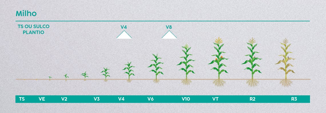 Fenologia Milho.