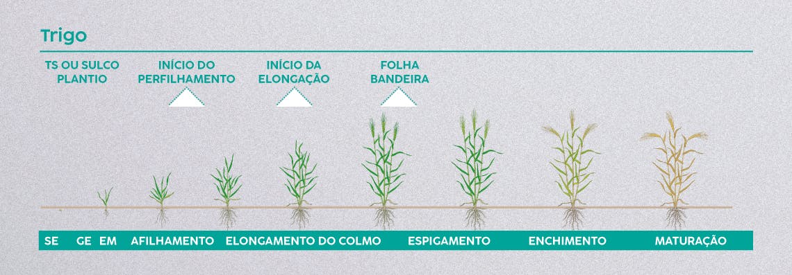 Fenologia Trigo.
