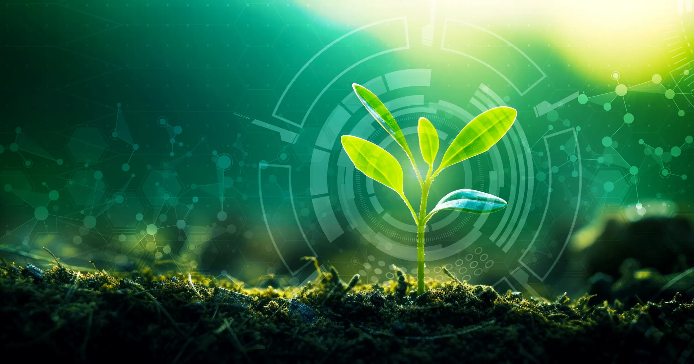 young sprout surrounded by technology imagery showing innovation in the field