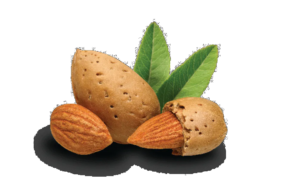 A small cluster of almonds.