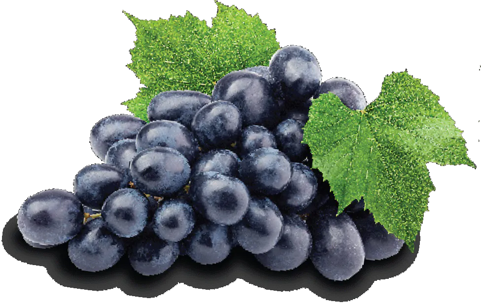 A cluster of purple table grapes.