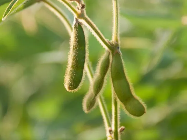 Three soybeans hang from a healthy green plant vine.