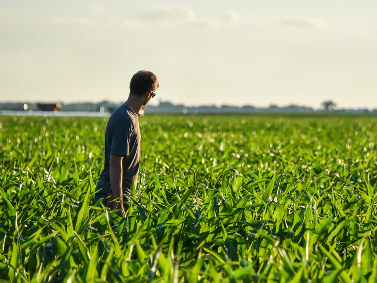 A person stands in a vast corn field of green plants, looking off into the distance.